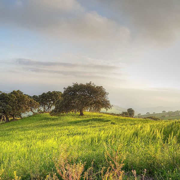 Máquinário de Jardinagem